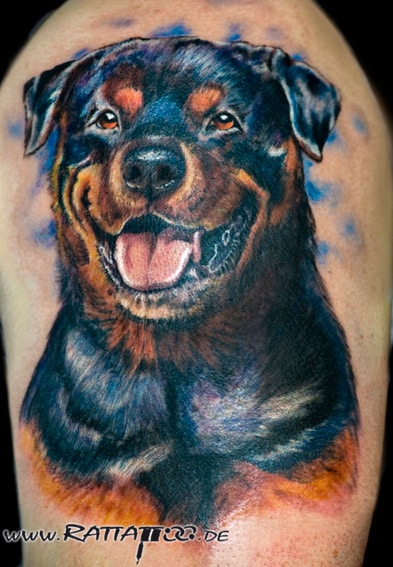 Rottweiler Portrait Tattoo in Farbe auf dem Oberarm aus dem Rattattoo Tattoostudio in Freiburg.
