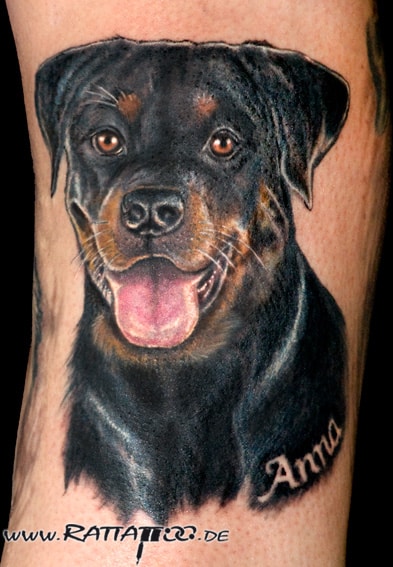 Rottweiler Portrait Tattoo auf der Wade in Farbe aus dem Rattattoo Tattoostudio in Freiburg.